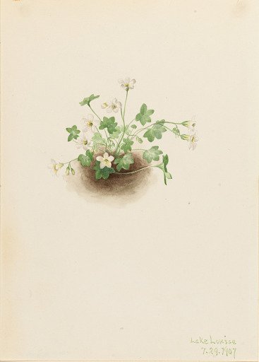 Mistmaiden (Romanzoffia sitchensis)