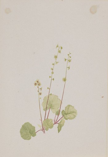 Mitella nuda