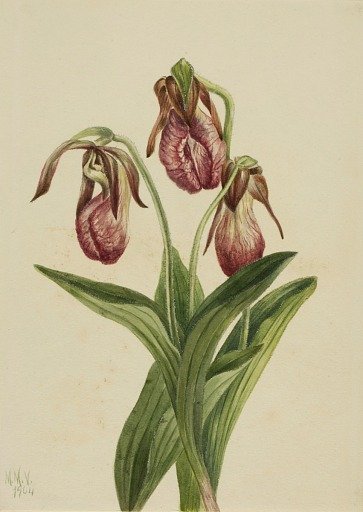 Moccasin Flower (Cypripedium acaule)