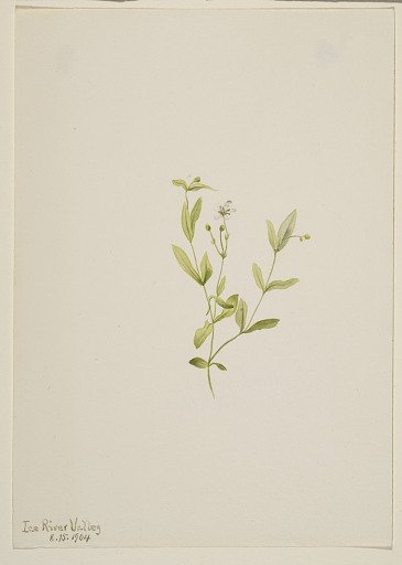 Moehringia laberiflora