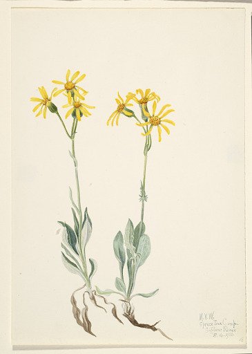 Montana Parnassia (Parnassia montanesis)