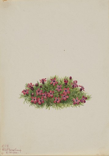 Moss Campion (Silene acaulis)