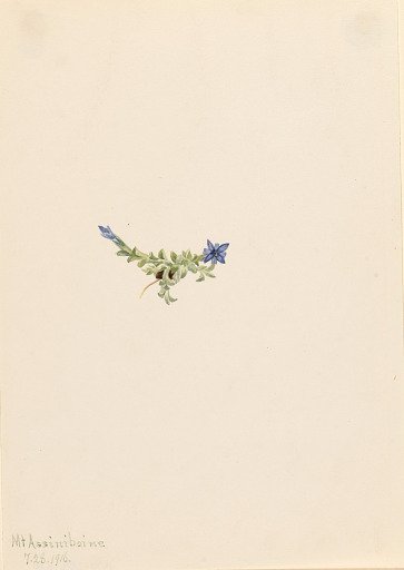 Moss Gentian (Gentiana prostrata)
