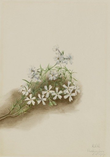 Moss Pink (Phlox subulate)