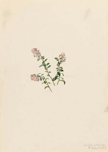 Mountain Cranberry (Vaccinium vitisidaea minus)