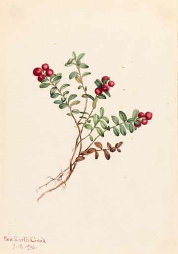 Mountain Cranberry (Vaccinium vitisdaea minus)