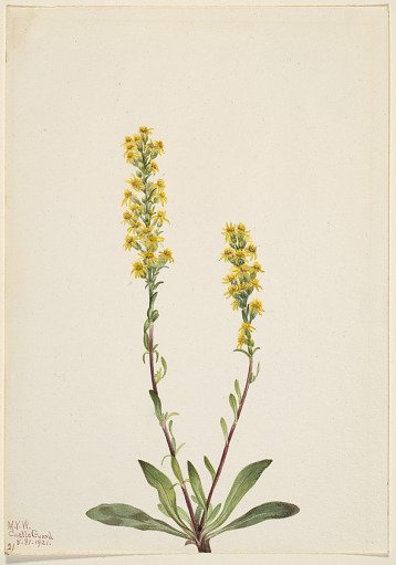 Mountain Goldenrod (Solidago oreophila)