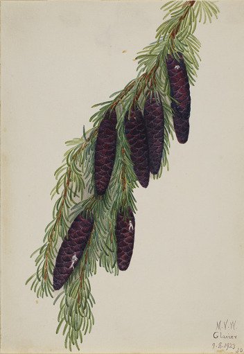 Mountain Hemlock (Tsuga mertensiana)
