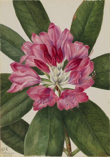 Mountain Rose-Bay (Rhododendron catawbiense)