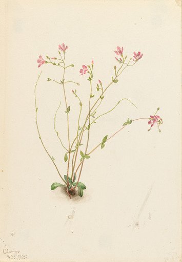 Naiad Spring Beauty (Claytonia parvifolia)