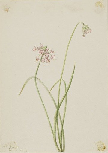 Nodding Onion (Allium cernuum)