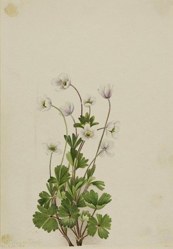 Northern Anemone (Anemone parviflora)