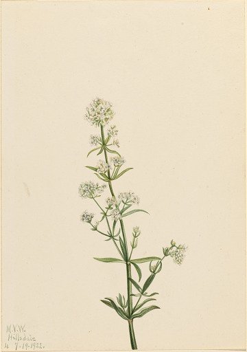 Northern Bedstraw (Galium boreale)