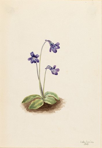 Northern Butterwort (Pinguicula vulgaris)