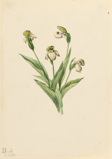 Northern Lady's Slipper (Cypripedium passerinum)