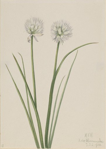 Northern Onion (Allium sibiricum)