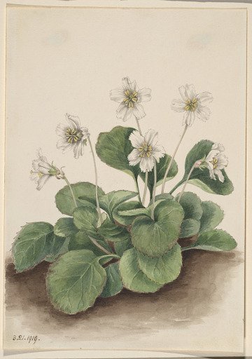 Oconee-Bells (Shortia galacifolia)