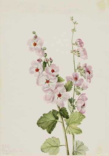 Orange-Eye Globemallow (Sphaeralcea davidsonii)