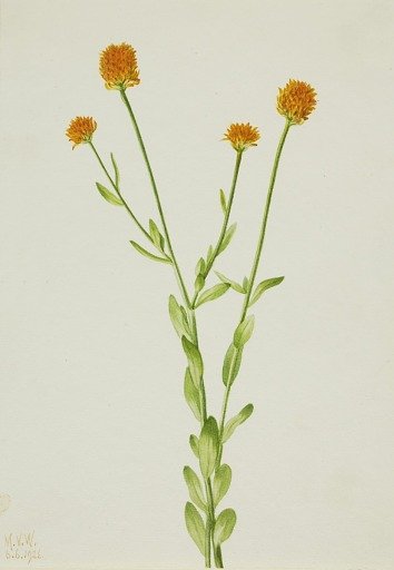 Orange Polygala (Polygala lutea)