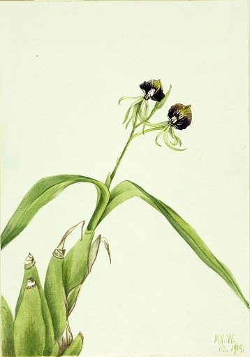 Orchid (Epidendrum cochleatum)