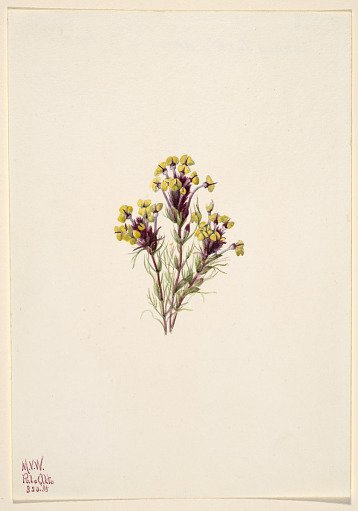 Owl's Clover (Orthocarpus erianthus)