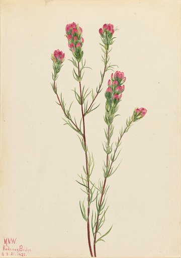 Owl-clover (Orthocarpus tenuifolius)