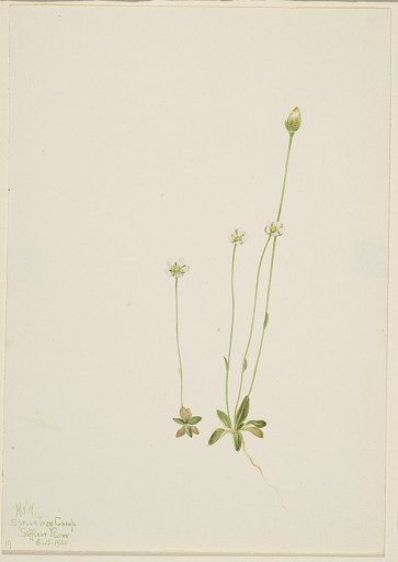 Oxytropis aepicola