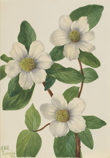 Pacific Dogwood (Cornus nuttallii)