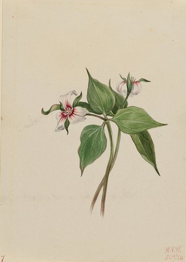 Painted Trillium (Trillium undulatum)
