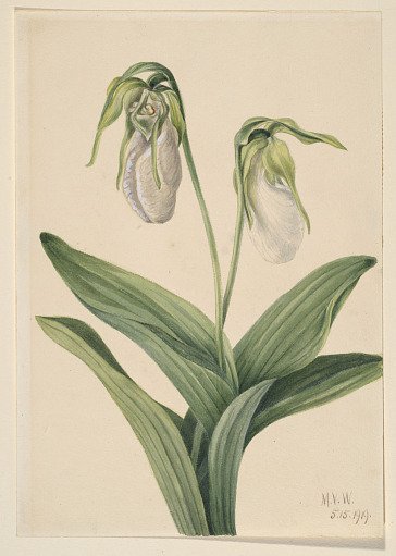 Pale Lady's Slipper (Cypridedium acaule)