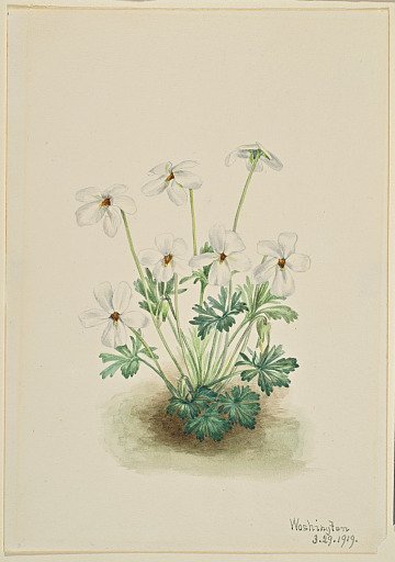 Pansy Violet (Viola pedata)
