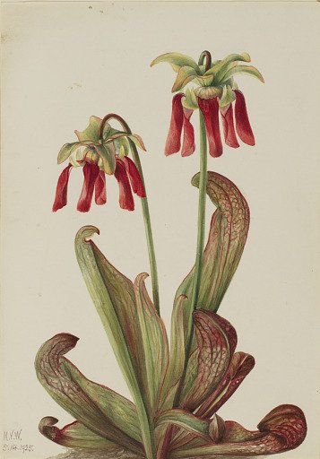 Parrot Pitcherplant (Sarracenia psittacina)