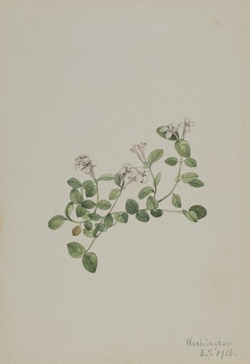 Partridgeberry (Mitchella repena)