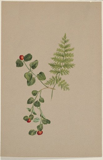 Partridgeberry (Mitchella repens)