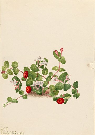 Partridgeberry (Mitchella repens)