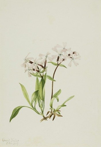 Peatpink (Silene caroliniana)