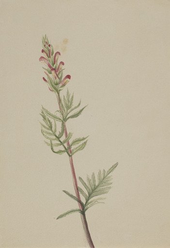 Pedicularis bracteosa