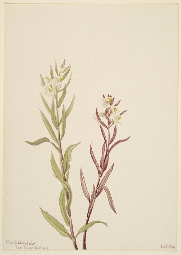 Pedicularis raremosa