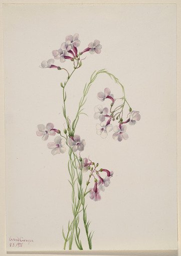 Pentstemon ambiguus