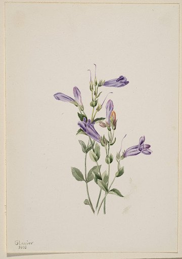 Penstemon (Penstimon fruiticosus)