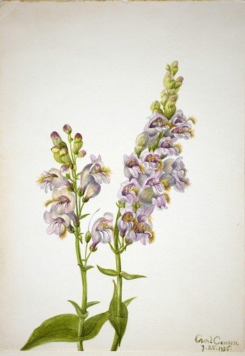 Pentstemon (Pentstemon macranthus)