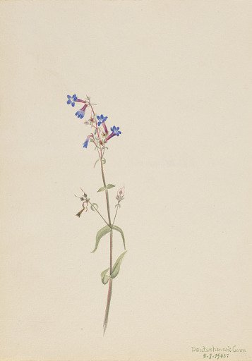 Pentstemon (Pentstemon procerus)