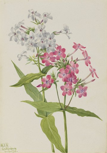 Perennial Phlox (Phlox paniculata)