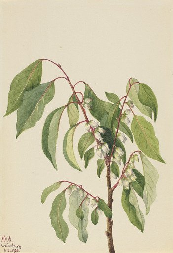 Persimmon (Diospyros virginiana)