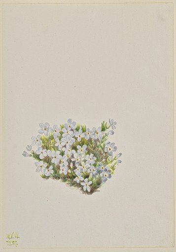 Phlox (Phlox caespitosa)