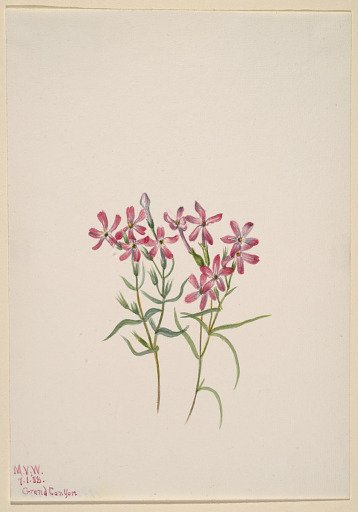 Phlox stansburyi