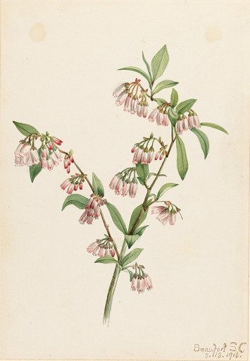 Pineland Blueberry (Vaccinium tenellum)
