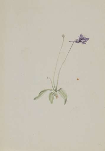 Pinguicula vulgaris