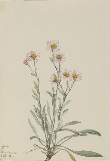 Pink Fleabane (Erigeron caespitosus)
