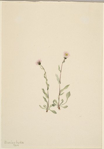 Pink Fleabane (Erigeron jucundus)